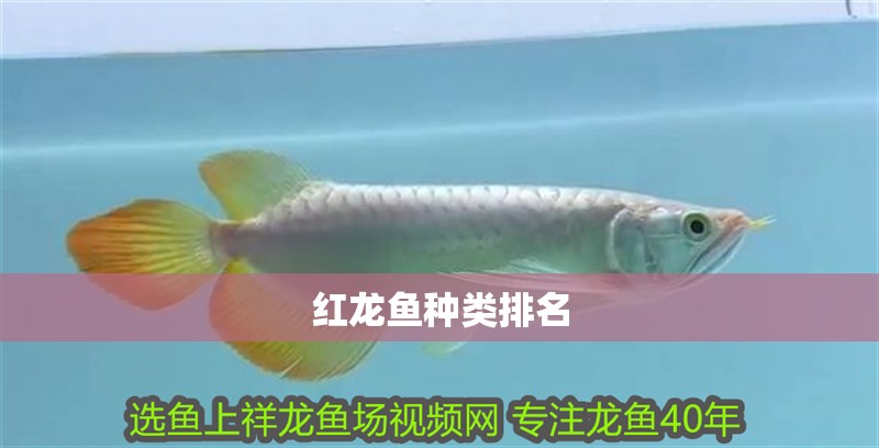 紅龍魚(yú)種類(lèi)排名