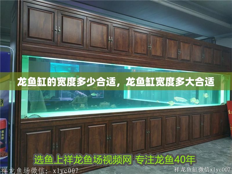 龍魚缸的寬度多少合適，龍魚缸寬度多大合適