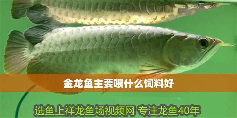 金龍魚主要喂什么飼料好