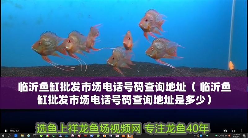臨沂魚缸批發市場電話號碼查詢地址（ 臨沂魚缸批發市場電話號碼查詢地址是多少）