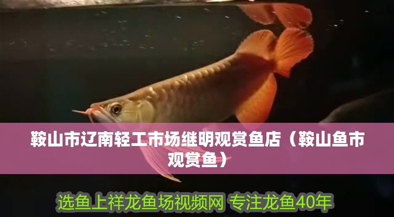 鞍山市遼南輕工市場繼明觀賞魚店（鞍山魚市觀賞魚）