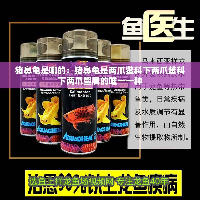 豬鼻龜是哪的：豬鼻龜是兩爪鱉科下兩爪鱉科下兩爪鱉屬的唯一一種