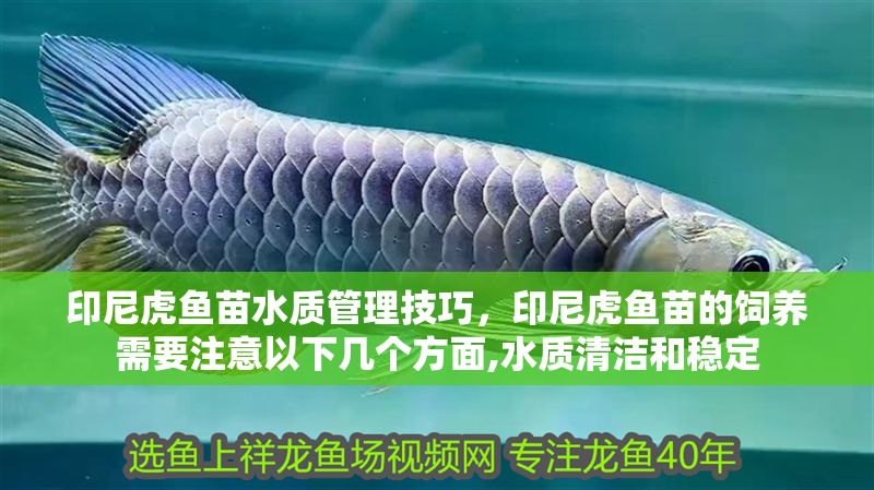 印尼虎魚苗水質管理技巧，印尼虎魚苗的飼養需要注意以下幾個方面,水質清潔和穩定