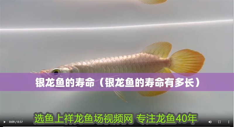 銀龍魚的壽命（銀龍魚的壽命有多長）