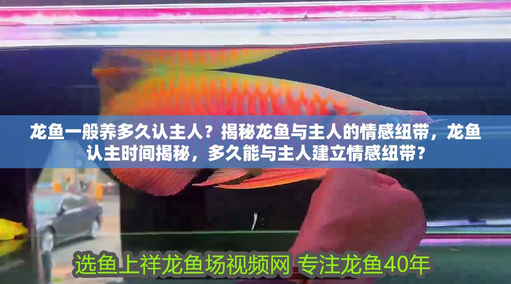 龍魚(yú)一般養(yǎng)多久認(rèn)主人？揭秘龍魚(yú)與主人的情感紐帶，龍魚(yú)認(rèn)主時(shí)間揭秘，多久能與主人建立情感紐帶？