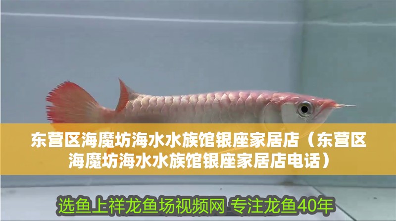 東營區(qū)海魔坊海水水族館銀座家居店（東營區(qū)海魔坊海水水族館銀座家居店電話）