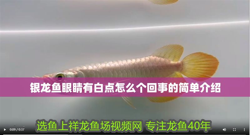 銀龍魚眼睛有白點(diǎn)怎么個(gè)回事的簡單介紹