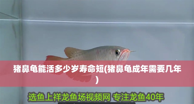 豬鼻龜能活多少歲壽命短(豬鼻龜成年需要幾年)