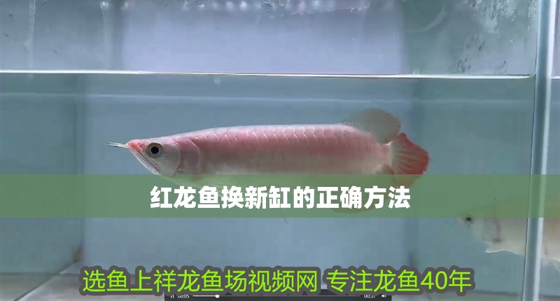 紅龍魚換新缸的正確方法