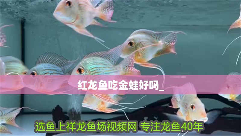 紅龍魚吃金蛙好嗎_