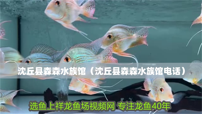 沈丘縣森森水族館（沈丘縣森森水族館電話）