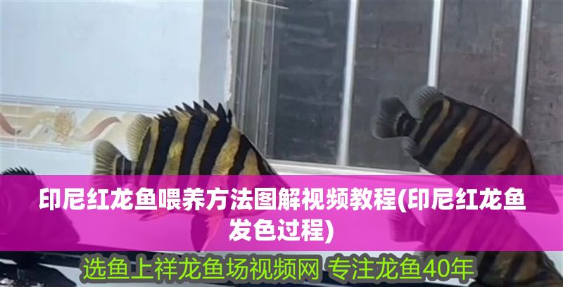 印尼紅龍魚喂養(yǎng)方法圖解視頻教程(印尼紅龍魚發(fā)色過程)