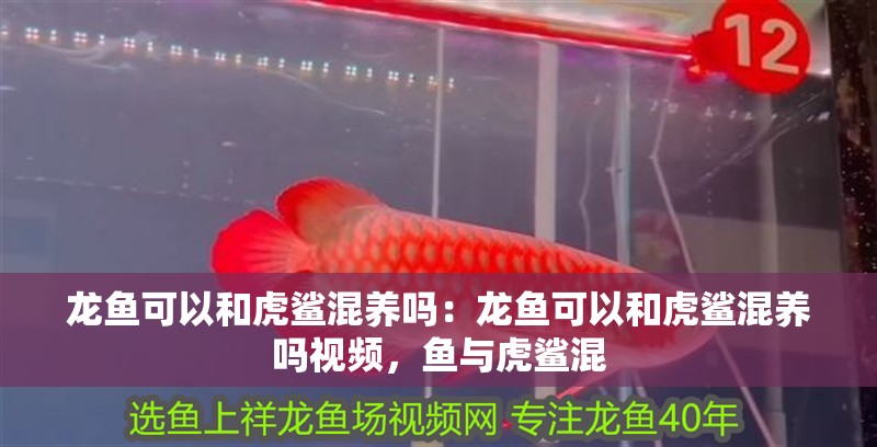 龍魚可以和虎鯊混養嗎：龍魚可以和虎鯊混養嗎視頻，魚與虎鯊混