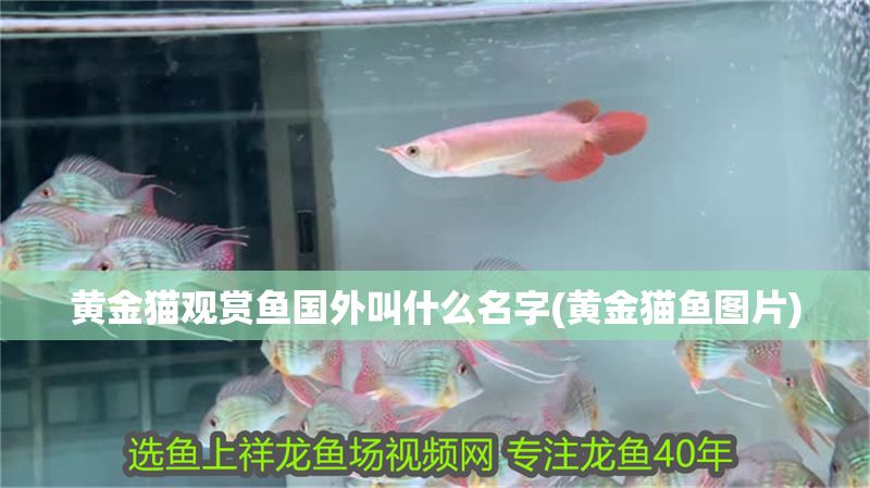 黃金貓觀賞魚國外叫什么名字(黃金貓魚圖片)