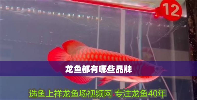 龍魚都有哪些品牌