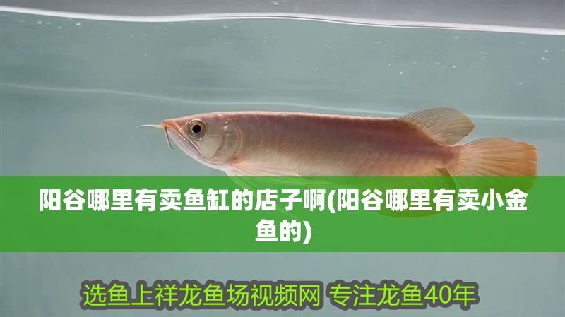 陽谷哪里有賣魚缸的店子啊(陽谷哪里有賣小金魚的)
