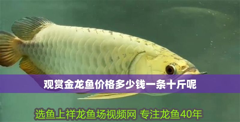 觀賞金龍魚價格多少錢一條十斤呢