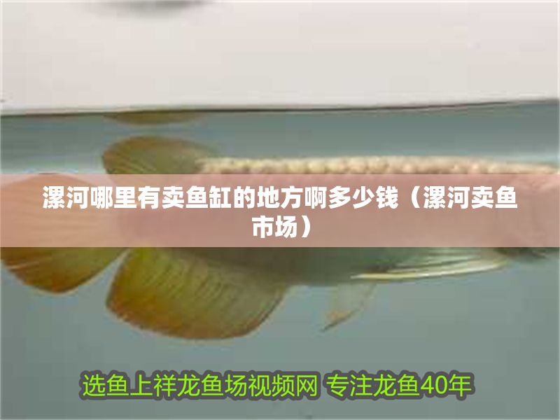 漯河哪里有賣魚缸的地方啊多少錢（漯河賣魚市場）