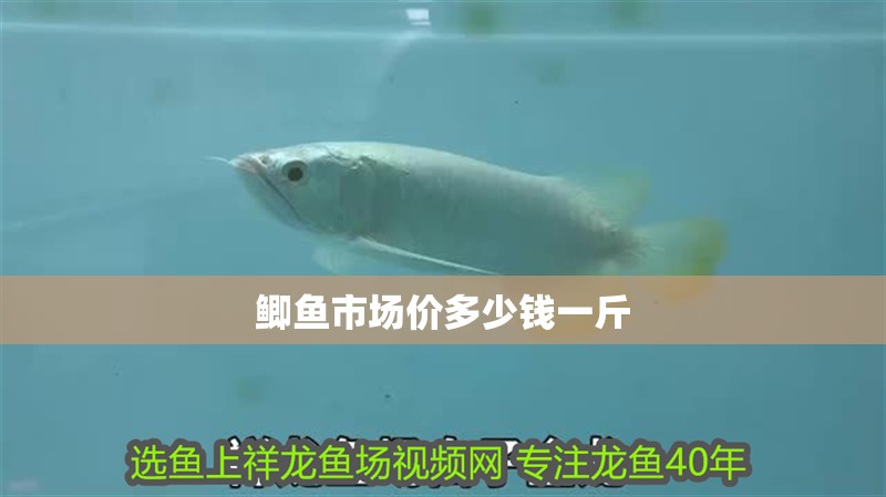鯽魚市場價多少錢一斤