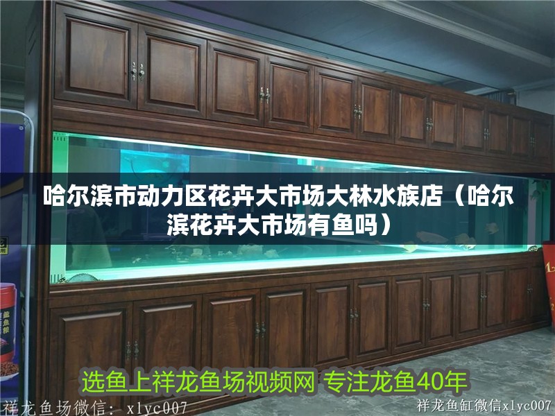 哈爾濱市動力區花卉大市場大林水族店（哈爾濱花卉大市場有魚嗎）