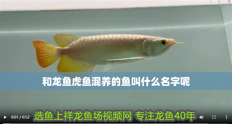 和龍魚虎魚混養(yǎng)的魚叫什么名字呢