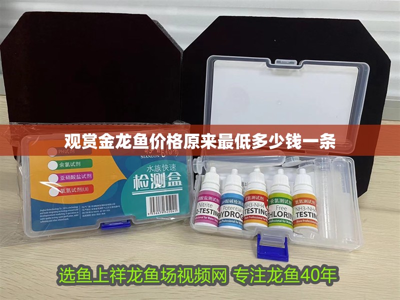 觀賞金龍魚價格原來最低多少錢一條