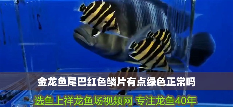 金龍魚(yú)尾巴紅色鱗片有點(diǎn)綠色正常嗎
