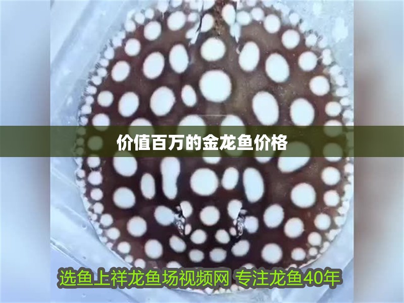價值百萬的金龍魚價格