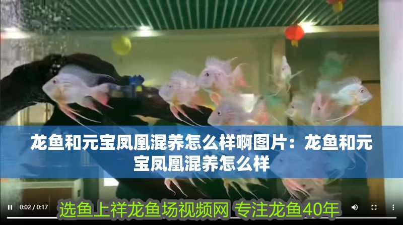 龍魚和元寶鳳凰混養怎么樣啊圖片：龍魚和元寶鳳凰混養怎么樣