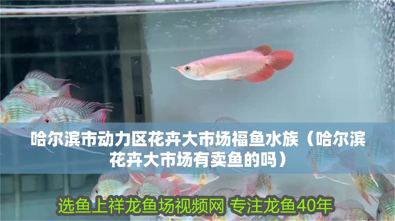 哈爾濱市動力區花卉大市場福魚水族（哈爾濱花卉大市場有賣魚的嗎）