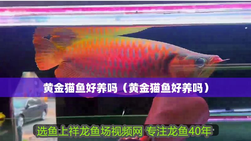 黃金貓魚好養嗎（黃金貓魚好養嗎）