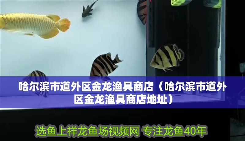 哈爾濱市道外區金龍漁具商店（哈爾濱市道外區金龍漁具商店地址）
