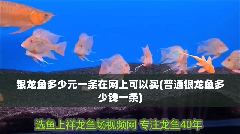 銀龍魚多少元一條在網(wǎng)上可以買(普通銀龍魚多少錢一條)