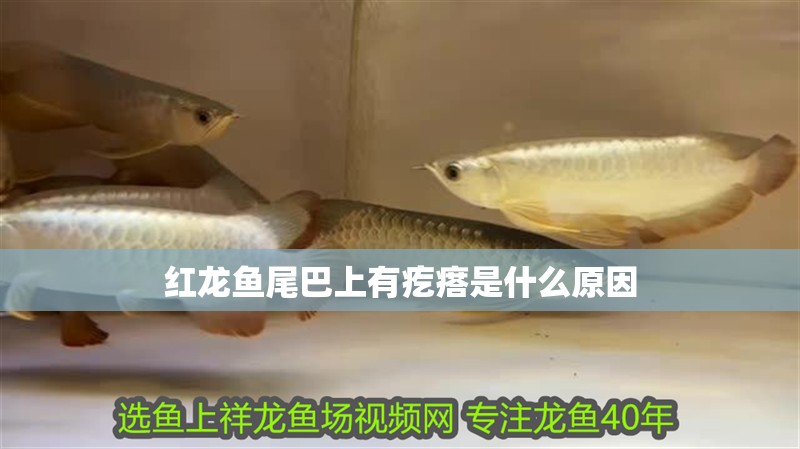 紅龍魚尾巴上有疙瘩是什么原因