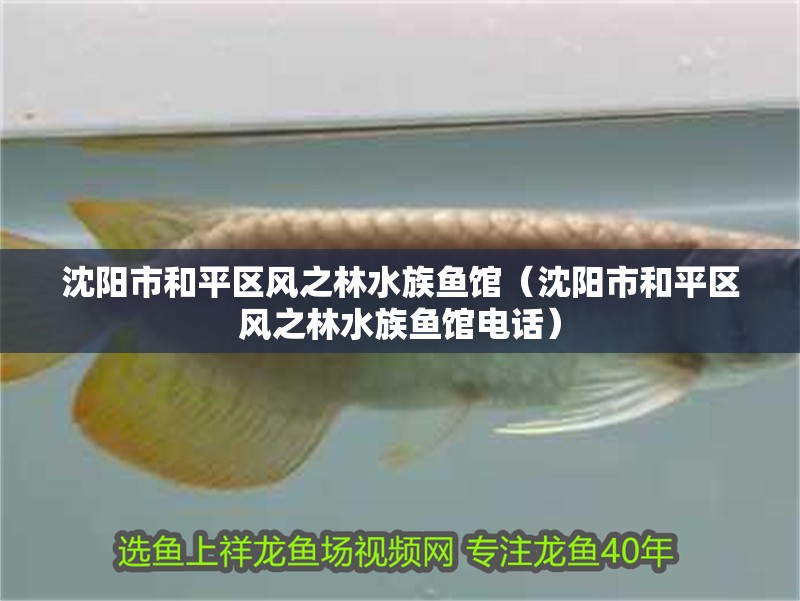 沈陽市和平區風之林水族魚館(沈陽市和平區風之林水族魚館電話) 全國水族館企業名錄 第2張 沈陽市和平區風之林水族魚館(沈陽市和平區風之林水族魚館電話) 沈陽市和平區風之林水族魚館(沈陽市和平區風之林水族魚館電話) 全國水族館企業名錄 第2張