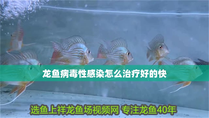 龍魚病毒性感染怎么治療好的快