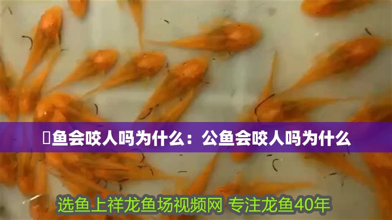 魟魚會咬人嗎為什么：公魚會咬人嗎為什么