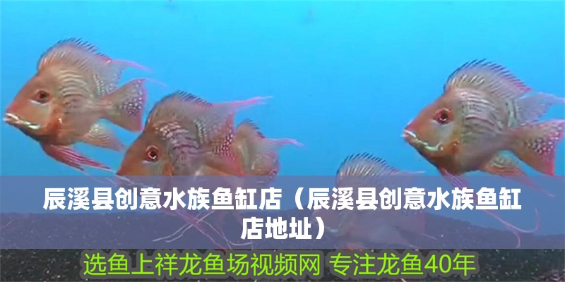 辰溪縣創意水族魚缸店（辰溪縣創意水族魚缸店地址）