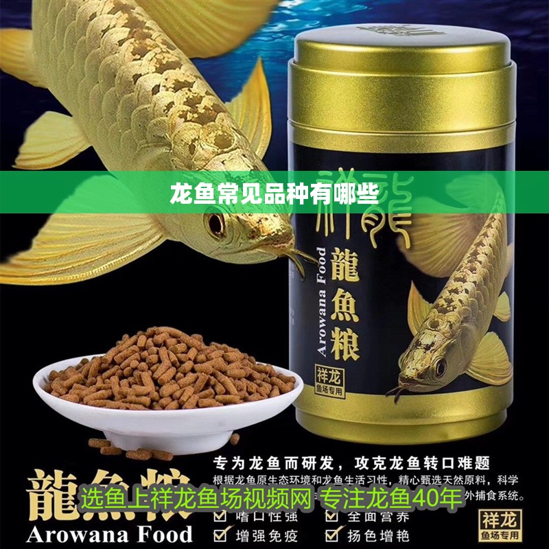 龍魚常見品種有哪些