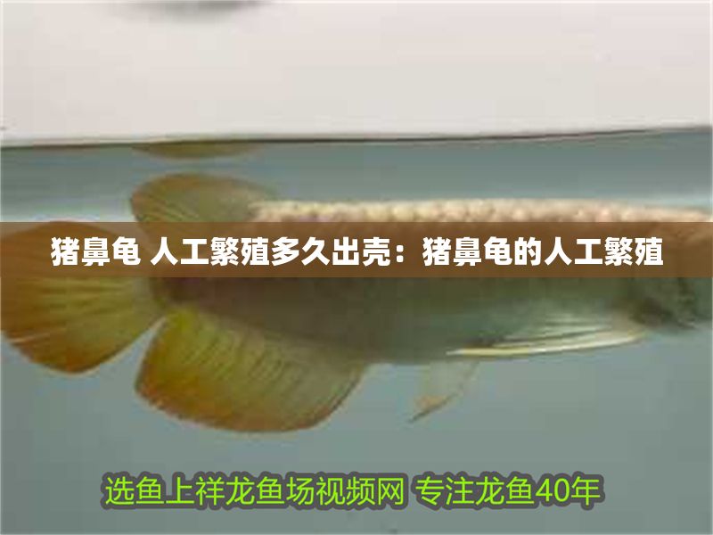 豬鼻龜 人工繁殖多久出殼：豬鼻龜的人工繁殖