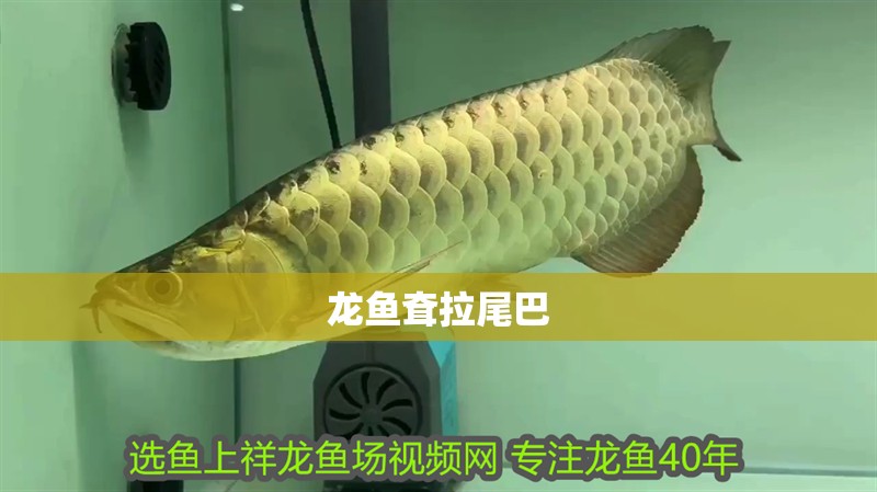 龍魚耷拉尾巴