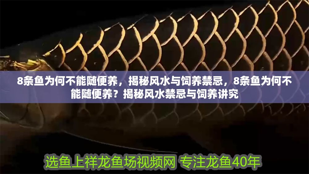 8條魚為何不能隨便養，揭秘風水與飼養禁忌，8條魚為何不能隨便養？揭秘風水禁忌與飼養講究