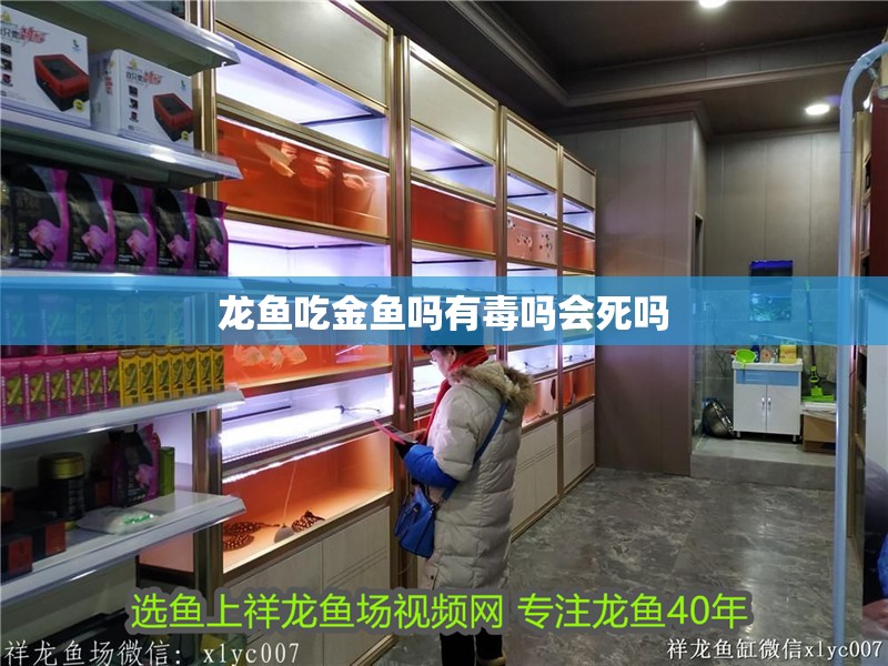 龍魚吃金魚嗎有毒嗎會死嗎