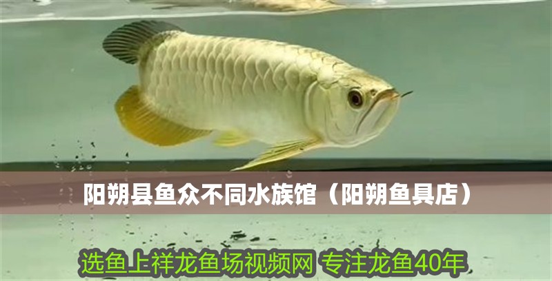 陽朔縣魚眾不同水族館（陽朔魚具店）