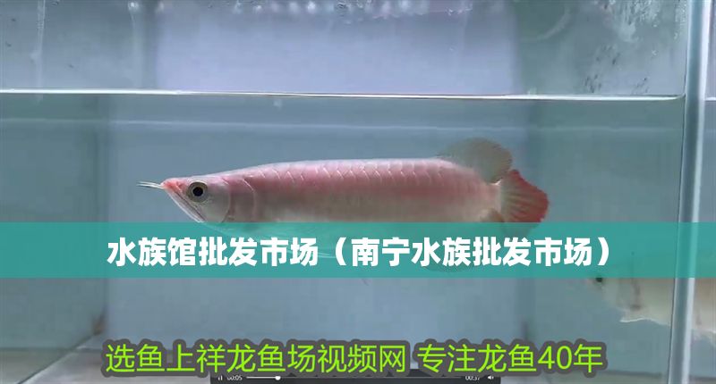 水族館批發(fā)市場（南寧水族批發(fā)市場） 水族館批發(fā)市場（南寧水族批發(fā)市場） 水族館百科（水族館加盟） 第1張