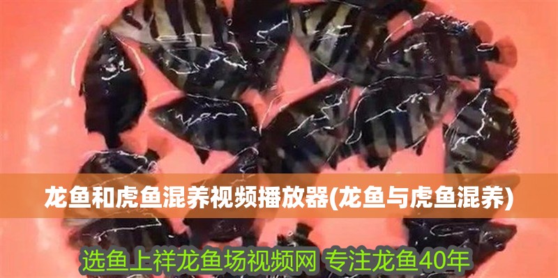 龍魚和虎魚混養(yǎng)視頻播放器(龍魚與虎魚混養(yǎng))