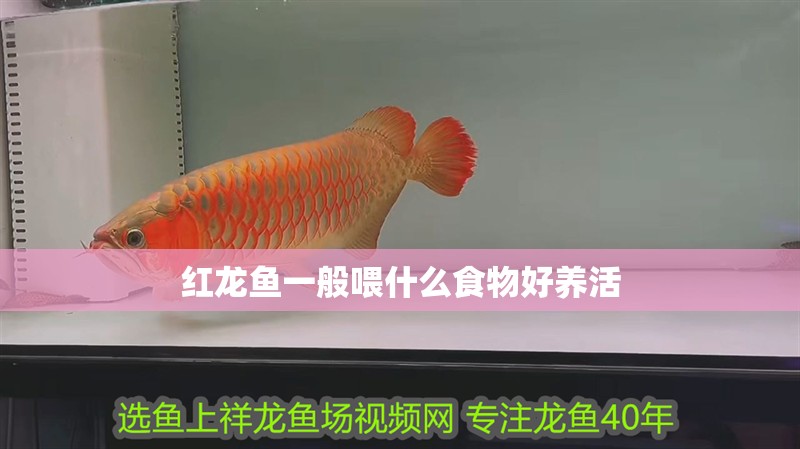 紅龍魚一般喂什么食物好養(yǎng)活