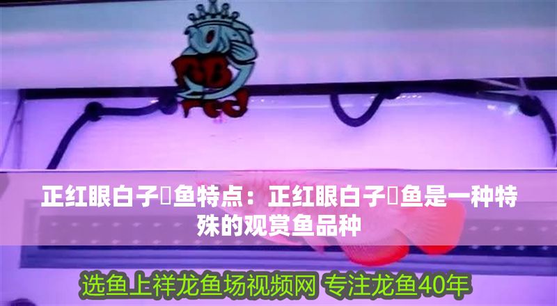 正紅眼白子魟魚特點：正紅眼白子魟魚是一種特殊的觀賞魚品種
