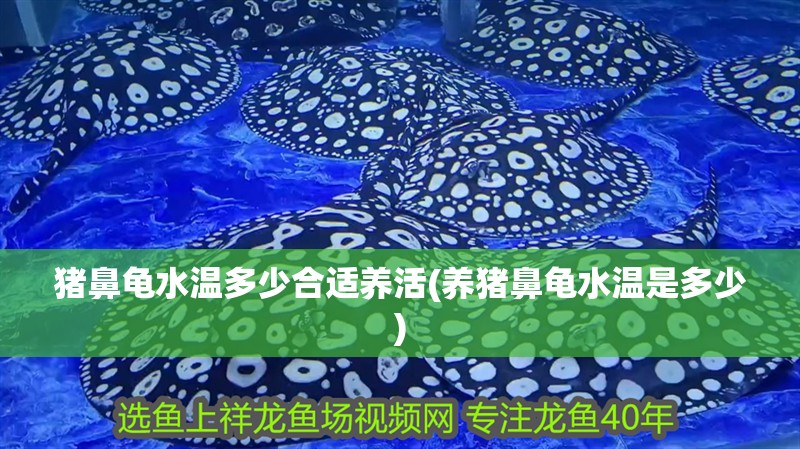 豬鼻龜水溫多少合適養(yǎng)活(養(yǎng)豬鼻龜水溫是多少)