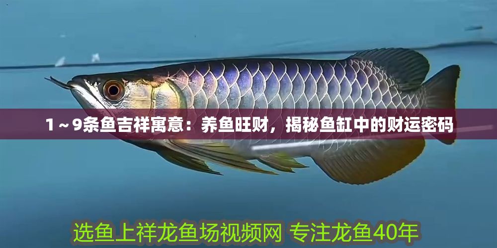 1～9條魚吉祥寓意：養魚旺財，揭秘魚缸中的財運密碼